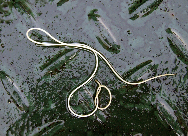 piccolissimo serpentello bianco nel mio giardino